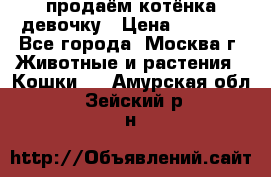 продаём котёнка девочку › Цена ­ 6 500 - Все города, Москва г. Животные и растения » Кошки   . Амурская обл.,Зейский р-н